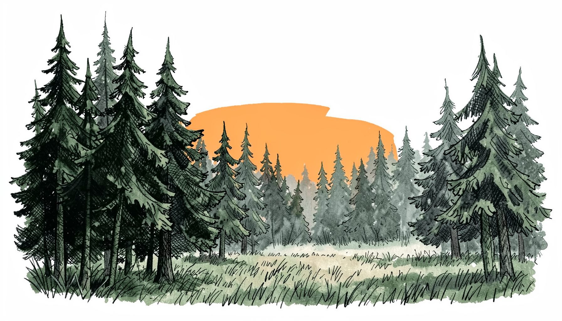 A hand-drawn ink illustration of a dense forest edge at dawn, with tall pines and a faint mist over a meadow, rendered in loose crosshatched strokes of deep green and charcoal gray.